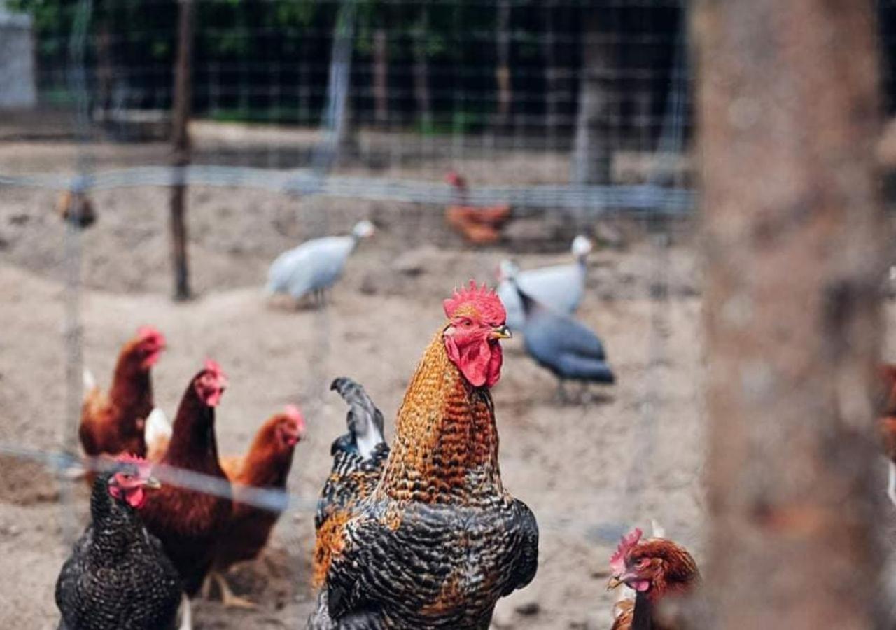 Farma Serock Εξωτερικό φωτογραφία
